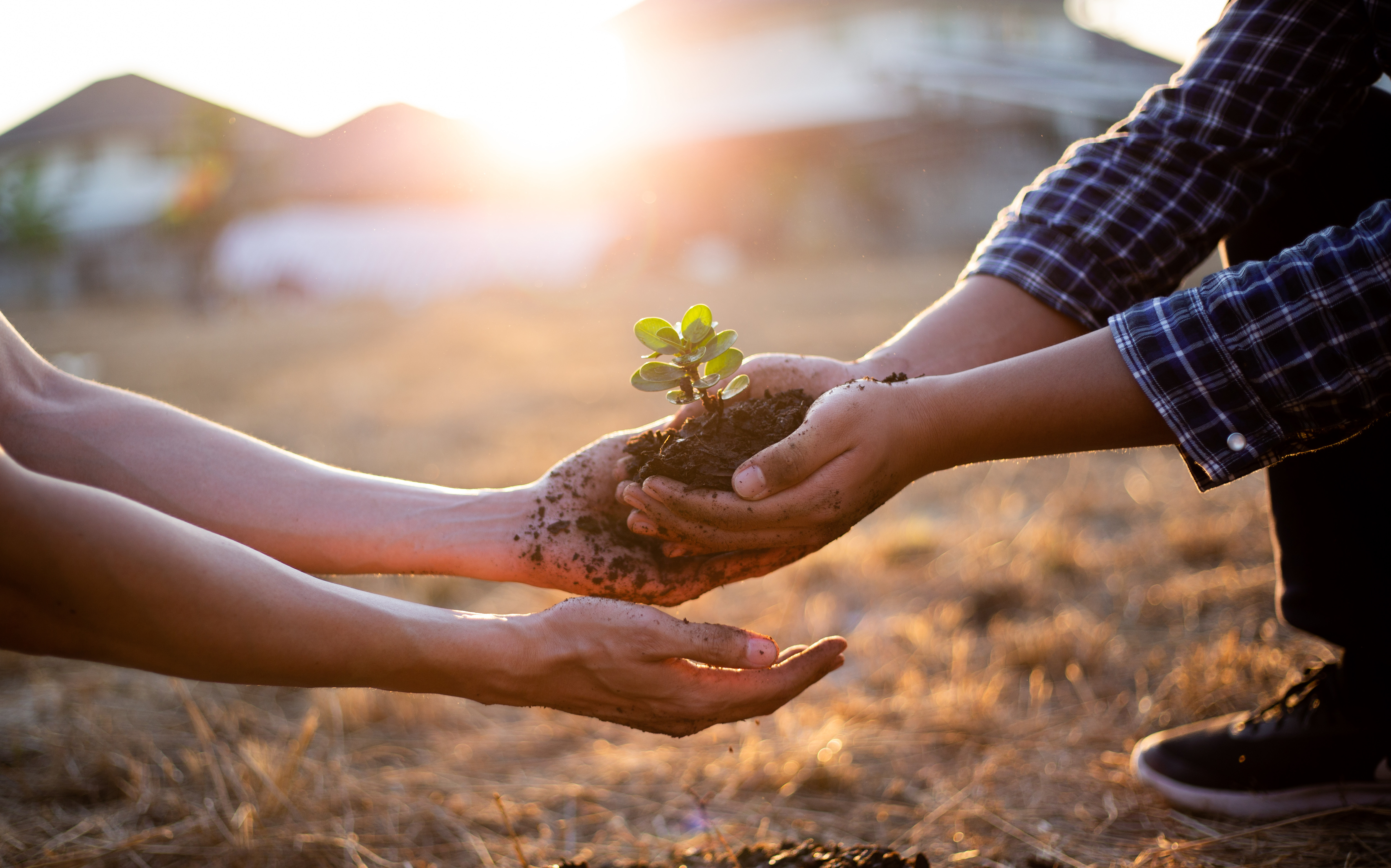 Two people planting a young tree