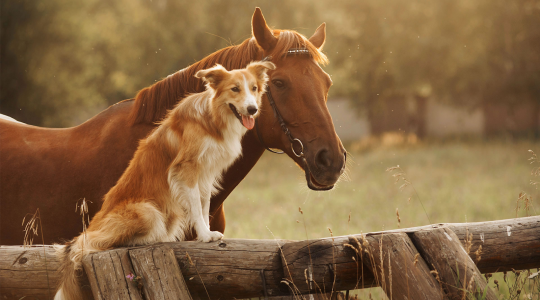 MWI Animal Health Background